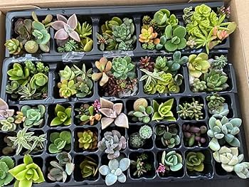 多肉植物七彩フェネストレリア錦2個セットとセダム属 緑亀の卵 1個 多肉植物七彩フェネストレリア錦2個セットとセダム属 緑亀の卵 1